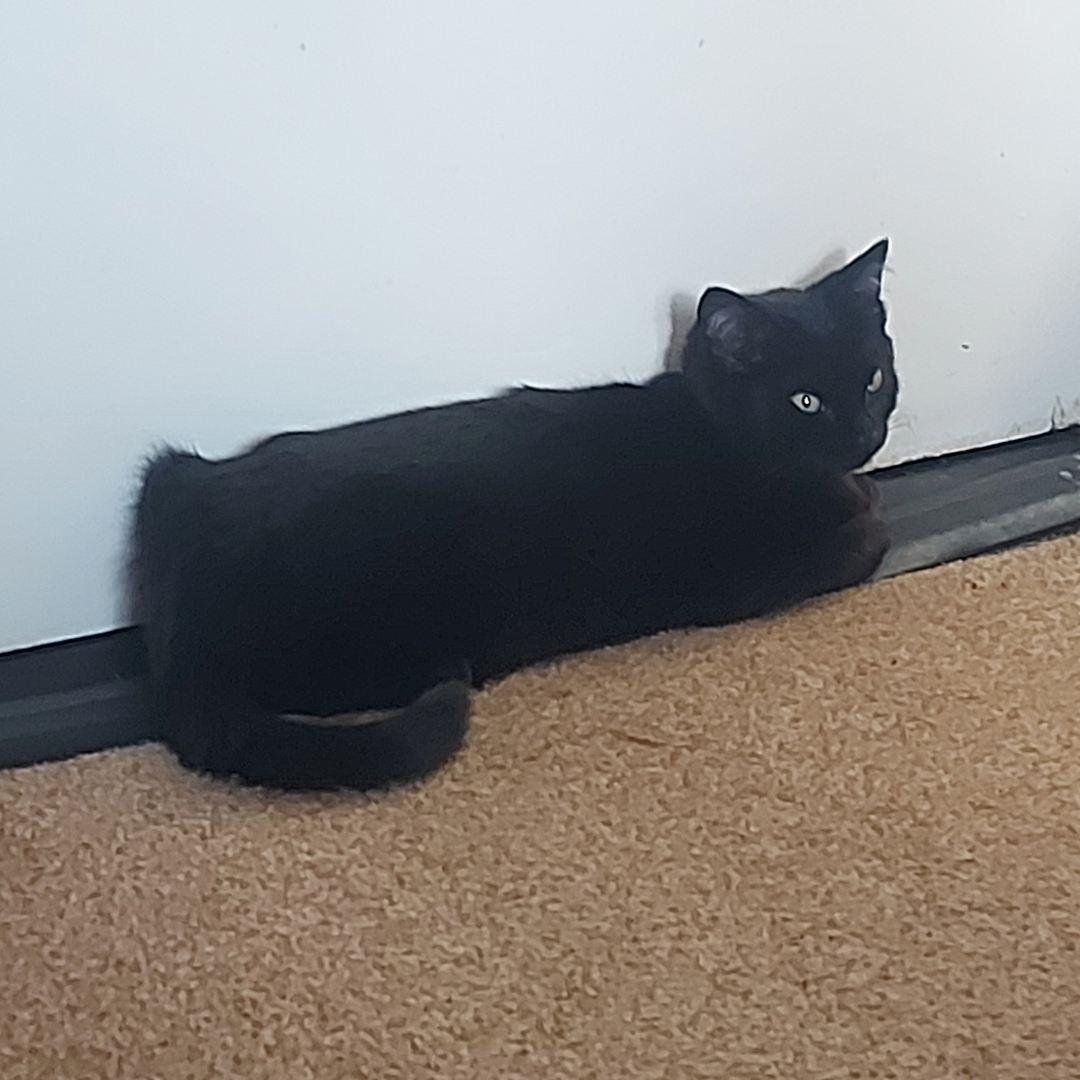 Toothless
